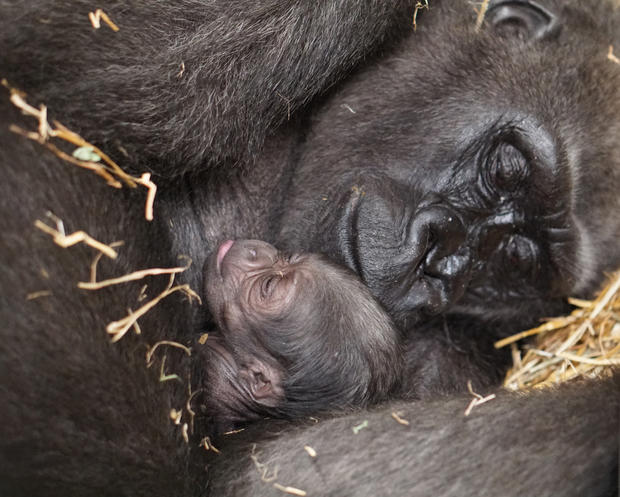 Western lowland gorilla mom and baby 