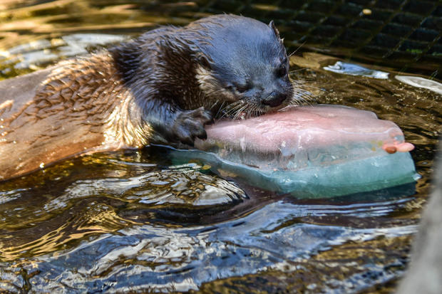 Mary the Otter Dies 