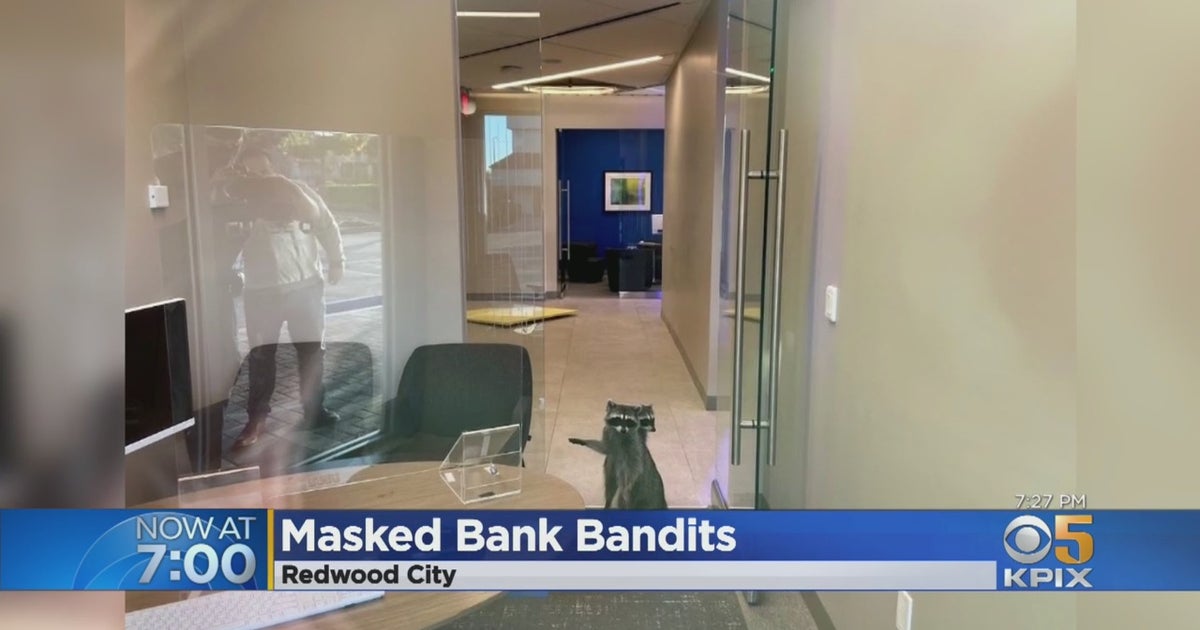 Box Of Cookies Sets Bandit Raccoons On A Rampage Through Redwood City ...