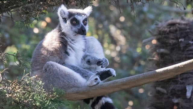maki_lemur_recovery_102320_01.jpg 