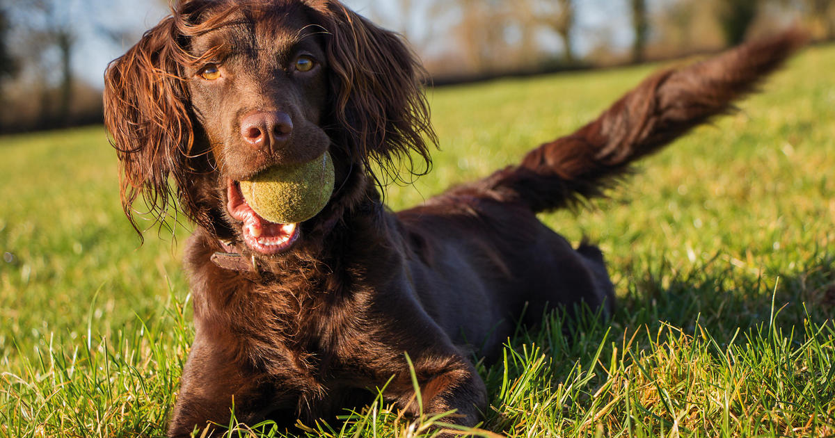 are boykin spaniels playful pets