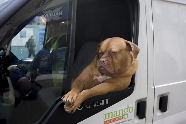UK - London - Pet dog rides in white courier van 