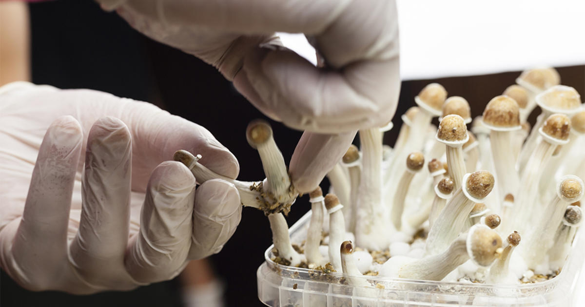 Ann Arbor Decriminalizes Mushrooms & Psychedelic Plants CBS Detroit