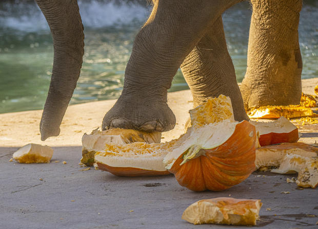 Smash for CASH: Elephants Help Foot the Denver Zoo's $1 Million Grocery Bill 