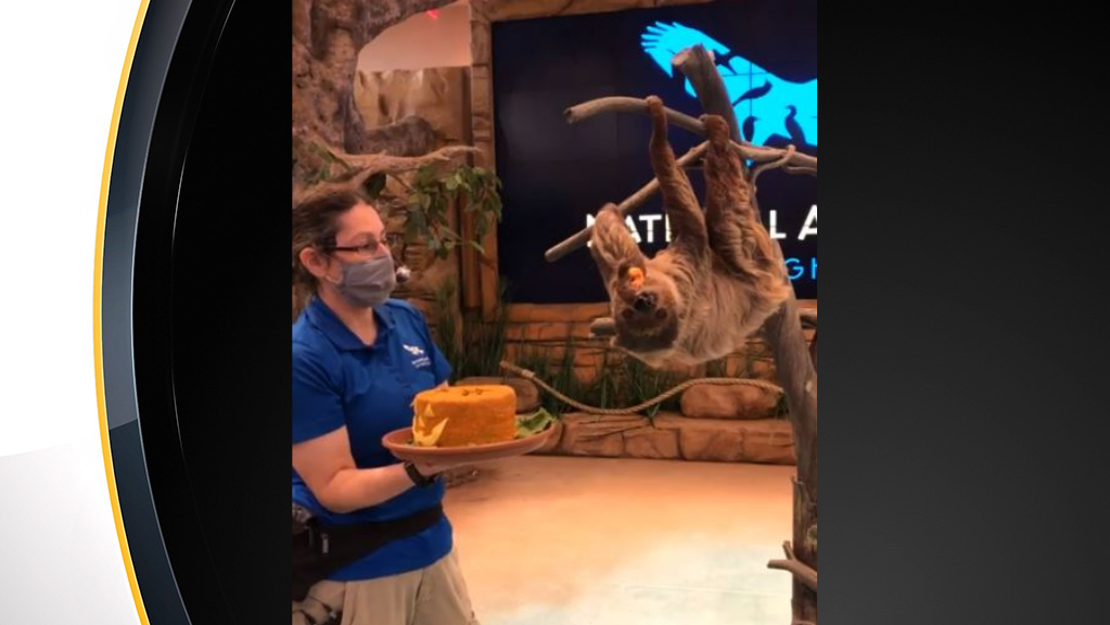 national-aviary-valentino-sloth-cake 