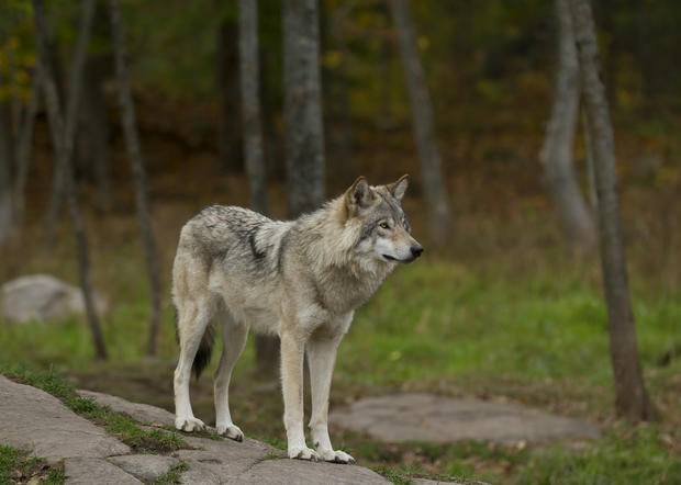 Timber wolf (Canis lupus) standing on a rocky cliff on an autumn day in Canada 