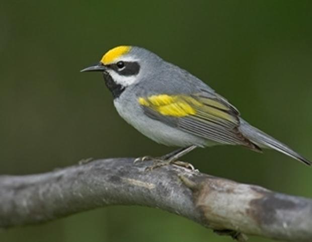 golden_winged_warbler_male2 USFWS 