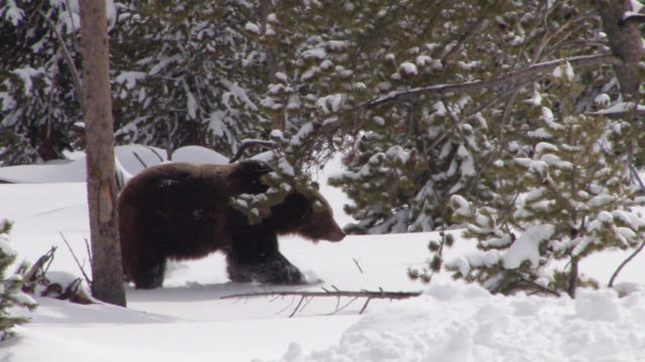What can the hibernation of bears teach humans? - CBS News