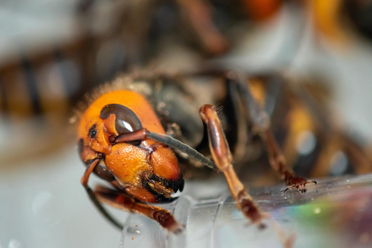 "Murder Hornets" In America: What You Need To Know