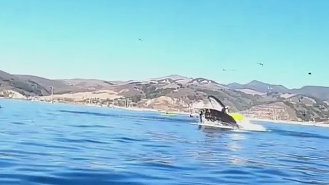 whale-upends-kaykers.jpg 