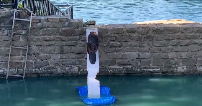 Southlake DPS Uses Floatie And Plank To Rescue Trapped Beaver From Lake ...