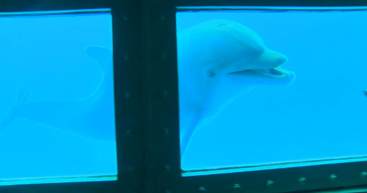Miami Dade Mayor ‘Deeply Disturbed over USDA findings’ about Miami Seaquarium