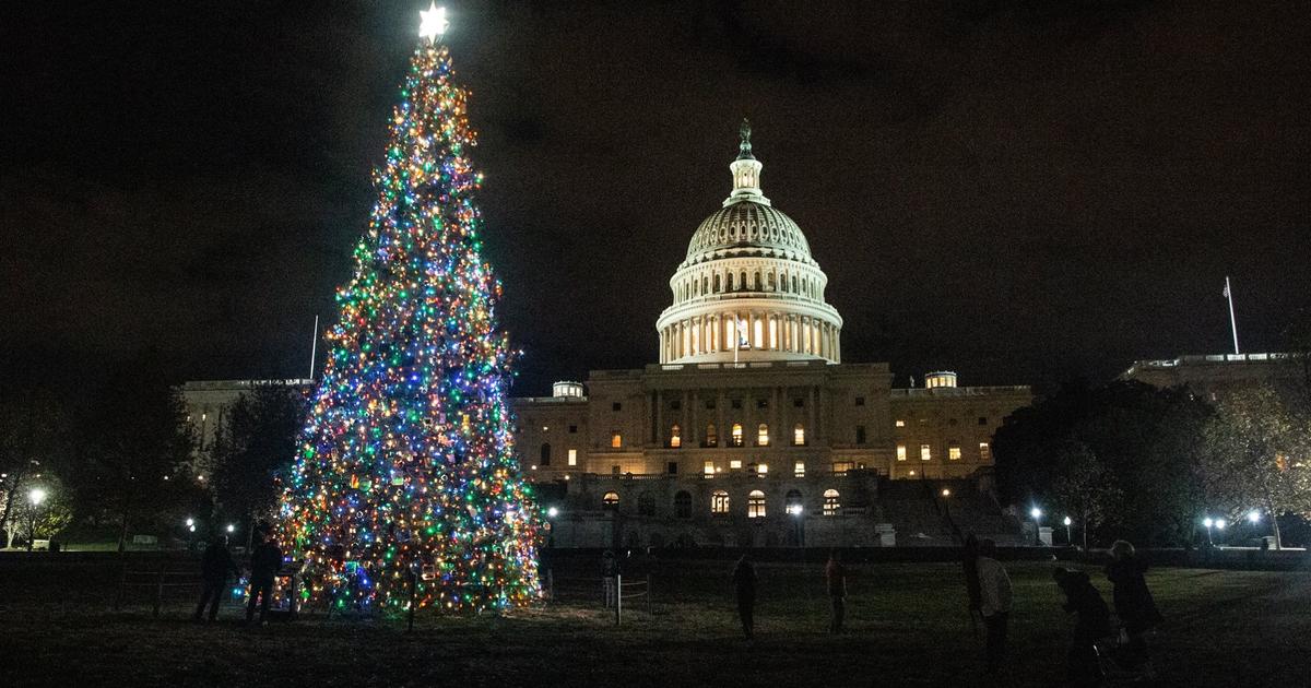 55Foot Christmas Tree From Colorado Heads To U.S. Capitol CBS Colorado