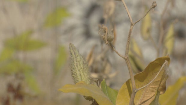 Sand Creek Mural SY Raw 01 concatenated 140217_frame_3048 