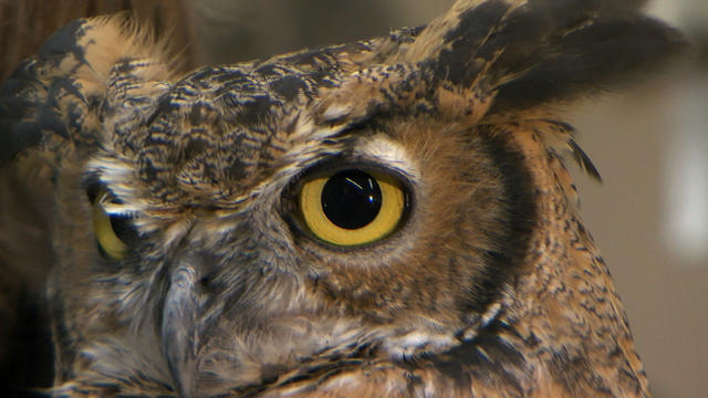 Owl.jpg 
