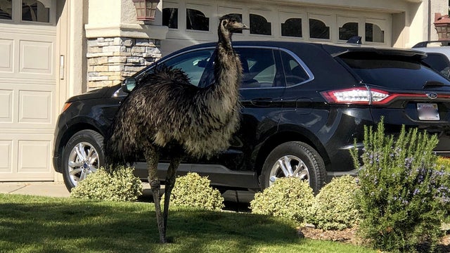 Emu-found-in-Pleasanton-Pleasanton-Police.jpg 