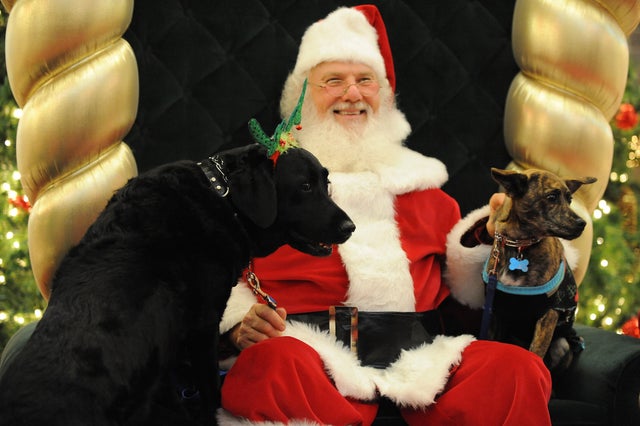 Reesha (L), a Labrador Retriever service 