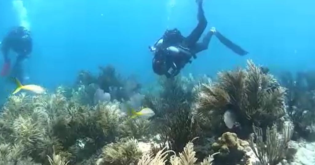 Report Florida's Coral Reefs Among Most Damaged In U.S. CBS Miami