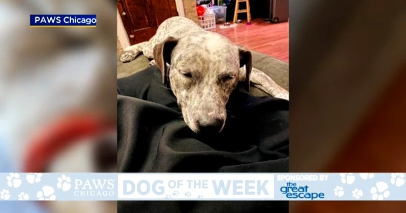 PAWS Dog Of The Week: Eve - CBS Chicago