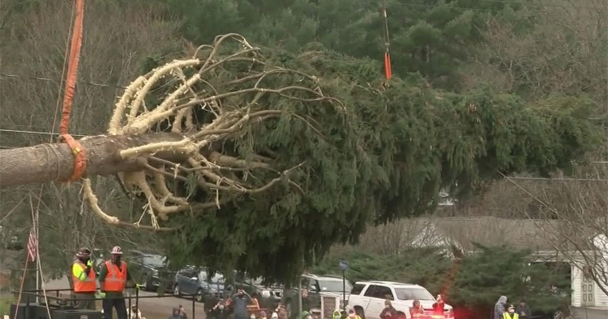 This Year's Rockefeller Center Tree Cut Down In Oneonta, New York CBS