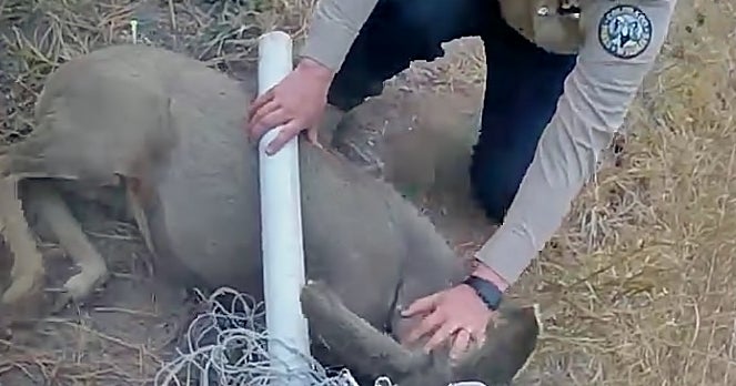 Buck Gets Tangled In Sports Net, Colorado Parks And Wildlife Warns Of ...