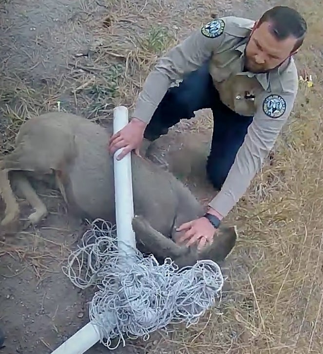 Buck Gets Tangled In Sports Net, Colorado Parks And Wildlife Warns Of ...