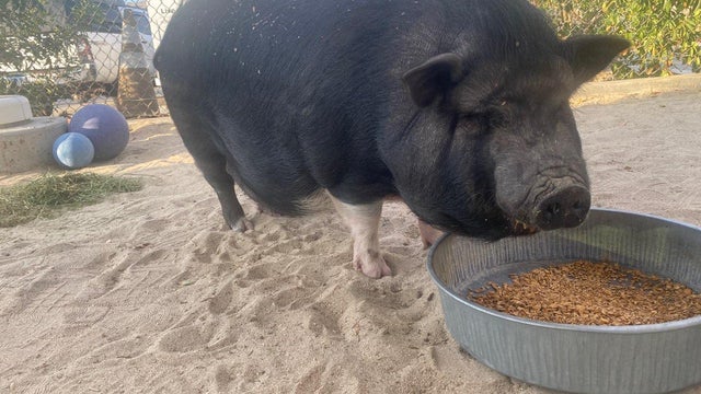 Charlotte-The-Pig.jpg 