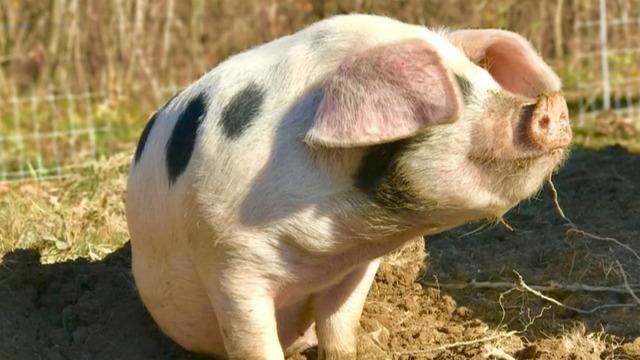 cbsn-fusion-woman-watching-barn-livestream-saves-pig-from-fire-thumbnail-587833-640x360.jpg 