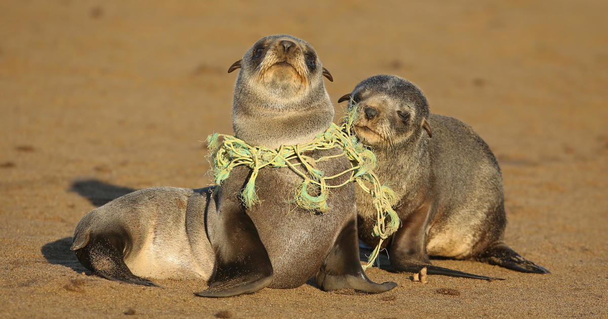 A decade of plastic has entangled, choked and drowned over 1,500 endangered  marine mammals in . waters, new report finds - CBS News