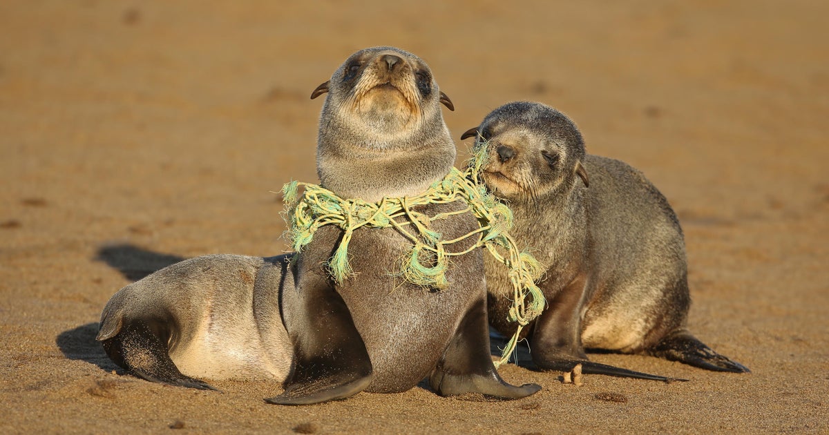 A decade of plastic has entangled, choked and drowned over 1,500