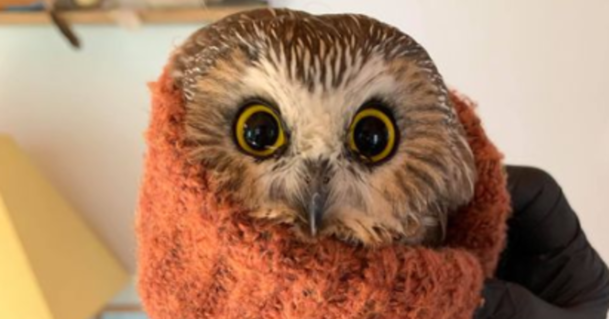 Buffalo Bill Center of the West - Saw-whet owl Remington is more than just  the cutest owl on TikTok! He works hard to teach students and visitors all  about owls. In fact