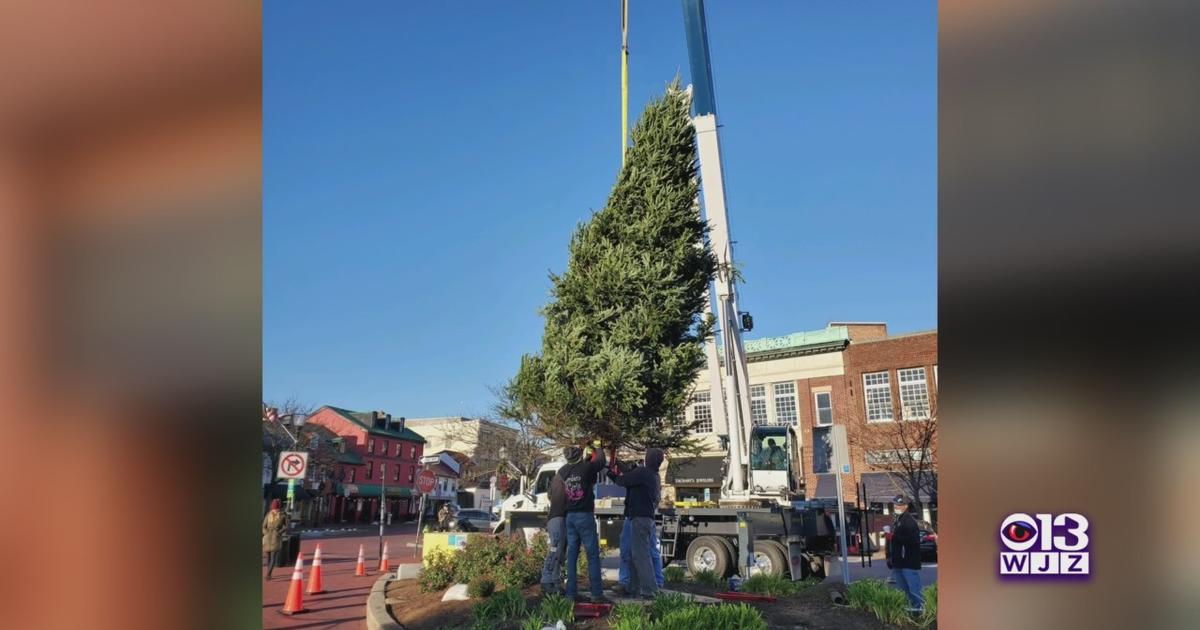 20Foot Christmas Tree Arrives In Downtown Annapolis CBS Baltimore