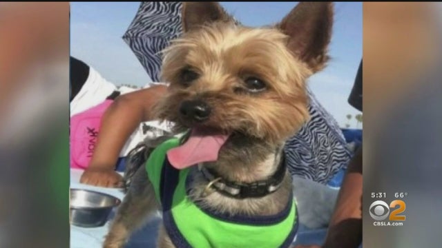 Stolen-Yorkie-Jackson.jpg 