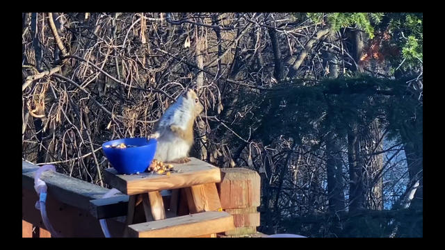 Drunken-Squirrel.jpg 