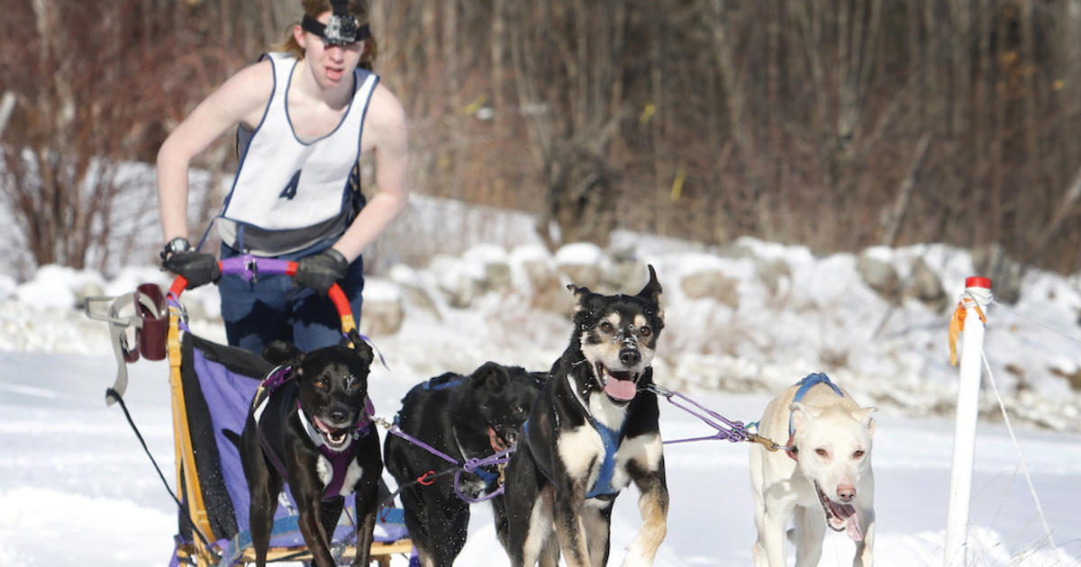 Prominent Sled Dog Races Event In Maine Canceled Due To COVID Concerns