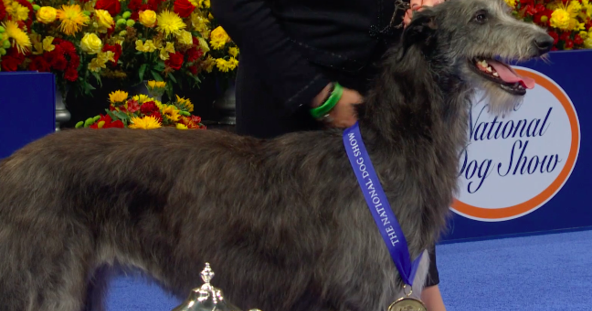 "Claire" the Scottish deerhound wins Best in Show at 2020 National Dog