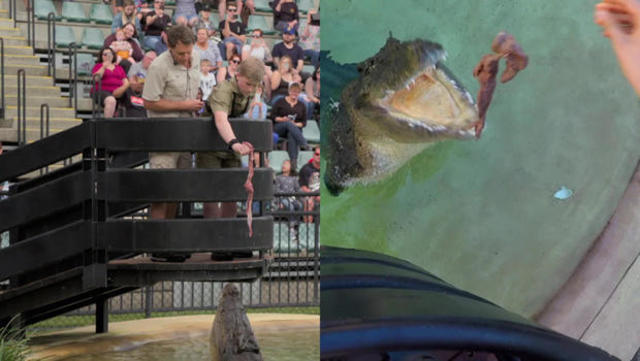 Carrying on the legacy of Steve Irwin - CBS News