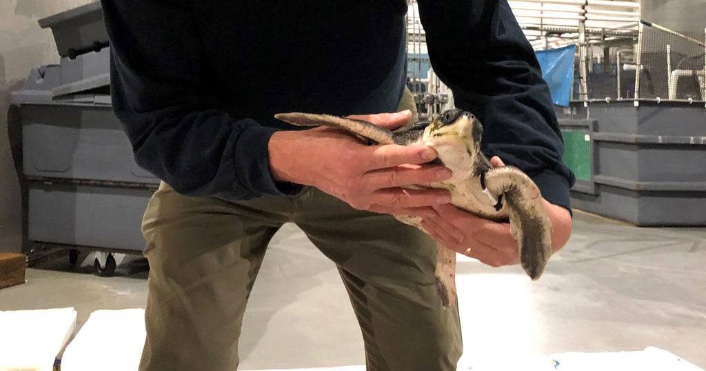 30 Endangered Sea Turtles From Cape Cod Waters Reach New Orleans For ...