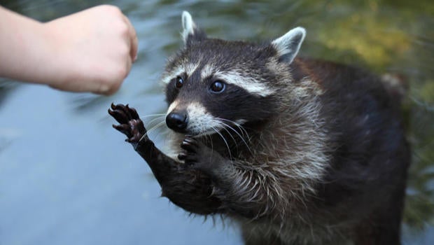 Are we making raccoons smarter? - CBS News