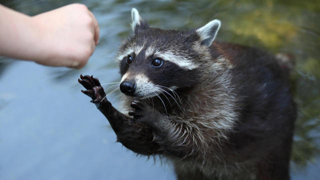 raccoonc1920-597713-640x360.jpg 