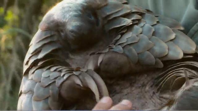 cbsn-fusion-endangered-pangolins-poached-for-their-scales-could-hold-answers-to-help-cure-coronavirus-in-humans-thumbnail-598231-640x360.jpg 