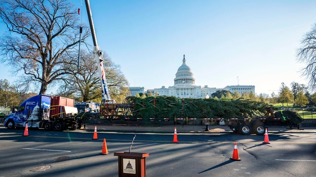 Workers Install US Capitol Christmas Tree 