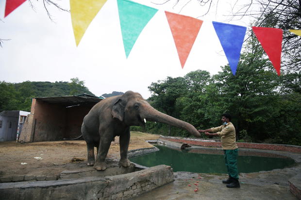 Farewell ceremony for Kaavan, an elephant waiting to be transported to a sanctuary in Cambodia, at the Marghazar Zoo in Islamabad 