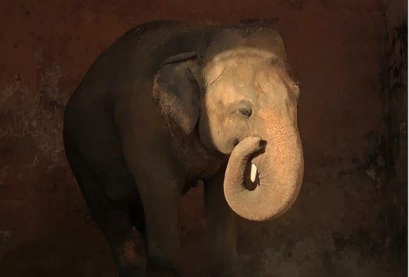 Cher helps Kaavan the lonely elephant find a new life, and maybe even