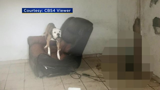 18-P-ABANDONED DOG_WFOR365N_1 