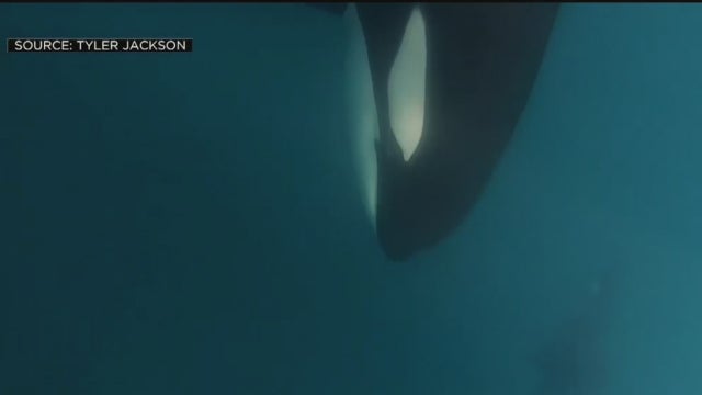 killer-whale.jpg 