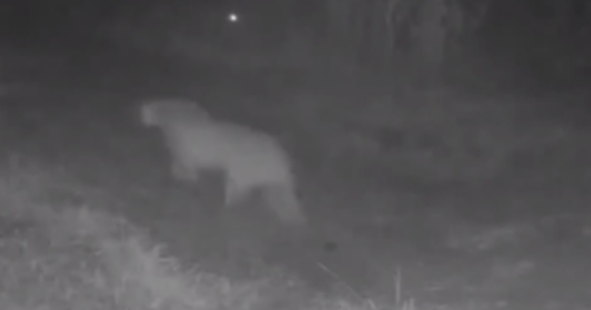 Texas Parks And Wildlife Confirms First Documented Mountain Lion