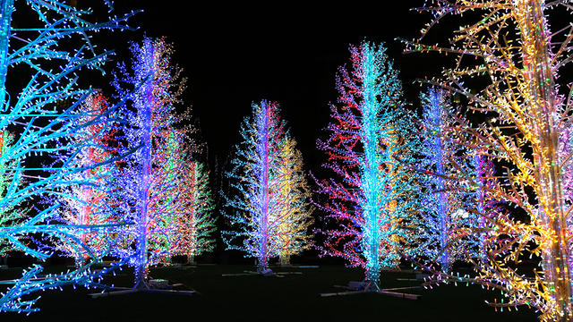 GettyImages-Christmas-tree-Lights-1169781109.jpg 