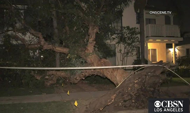 tree down long beach 