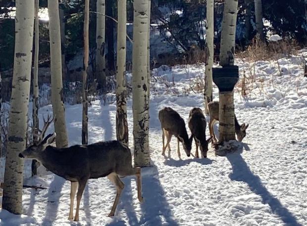 evergreen homeowner feeding deer 
